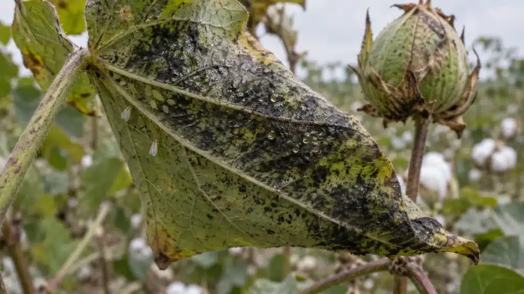 Fumagine du cotonnier sur une feuille couverte de miellat